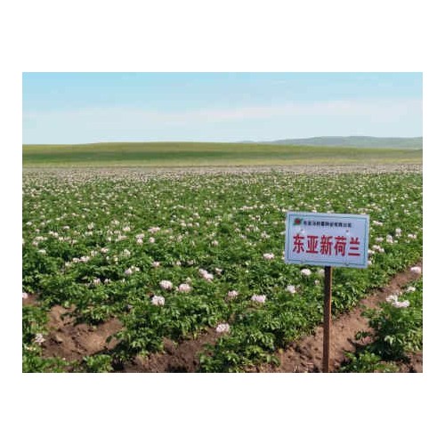 葫芦岛豇豆种子_沈阳豇豆种子专业供应商